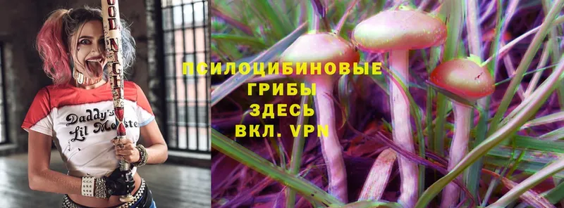 Псилоцибиновые грибы MAGIC MUSHROOMS  mega ссылка  Кувандык 